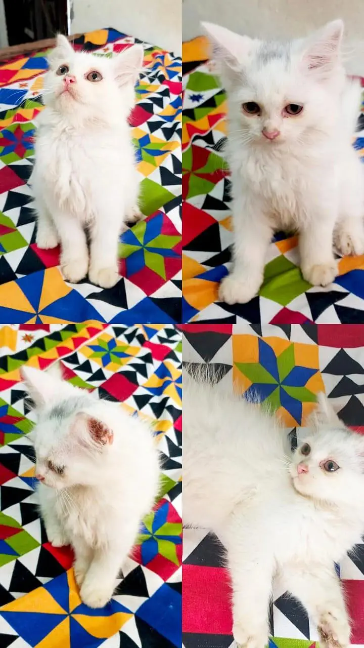 3 month old cute cat for sale