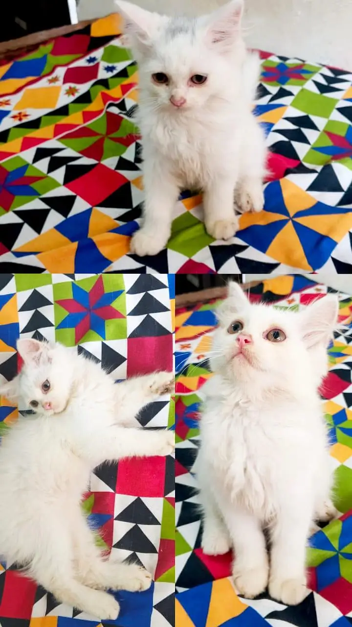 3 month old cute cat for sale — photo 2