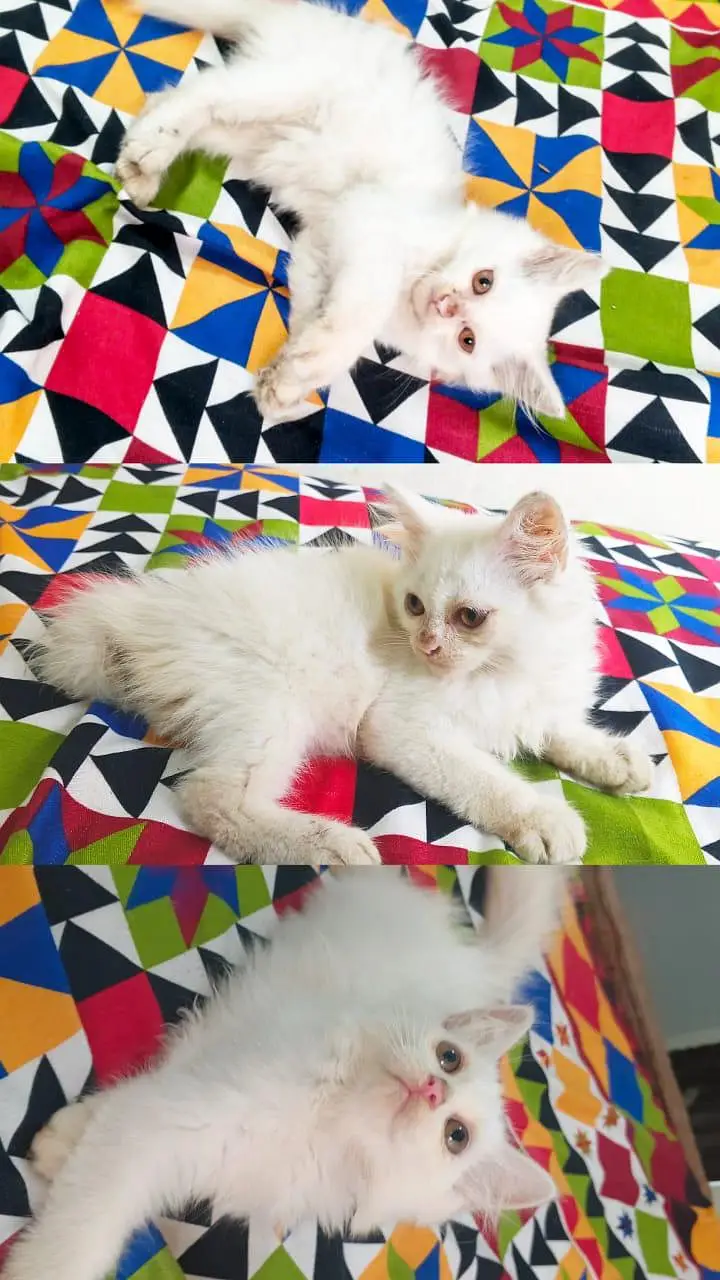3 month old cute cat for sale — photo 3