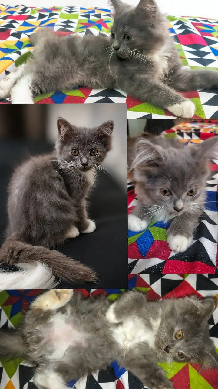 3 month old cute cat for sale — photo 4