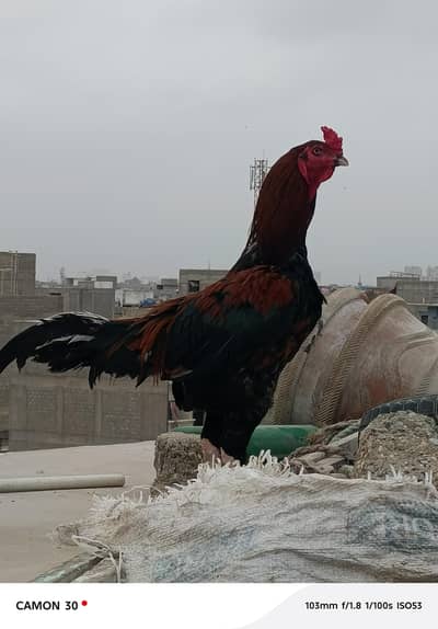 Aseel mianwali for sale