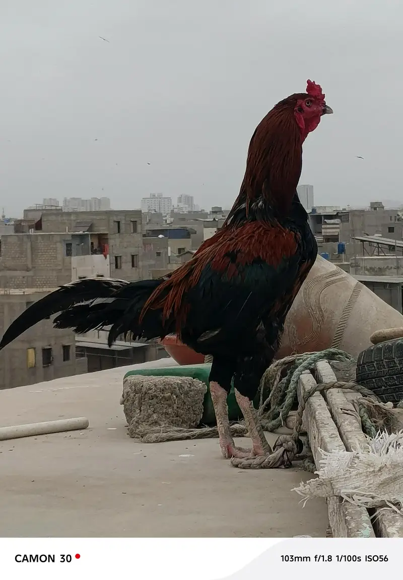 Aseel mianwali for sale — photo 2