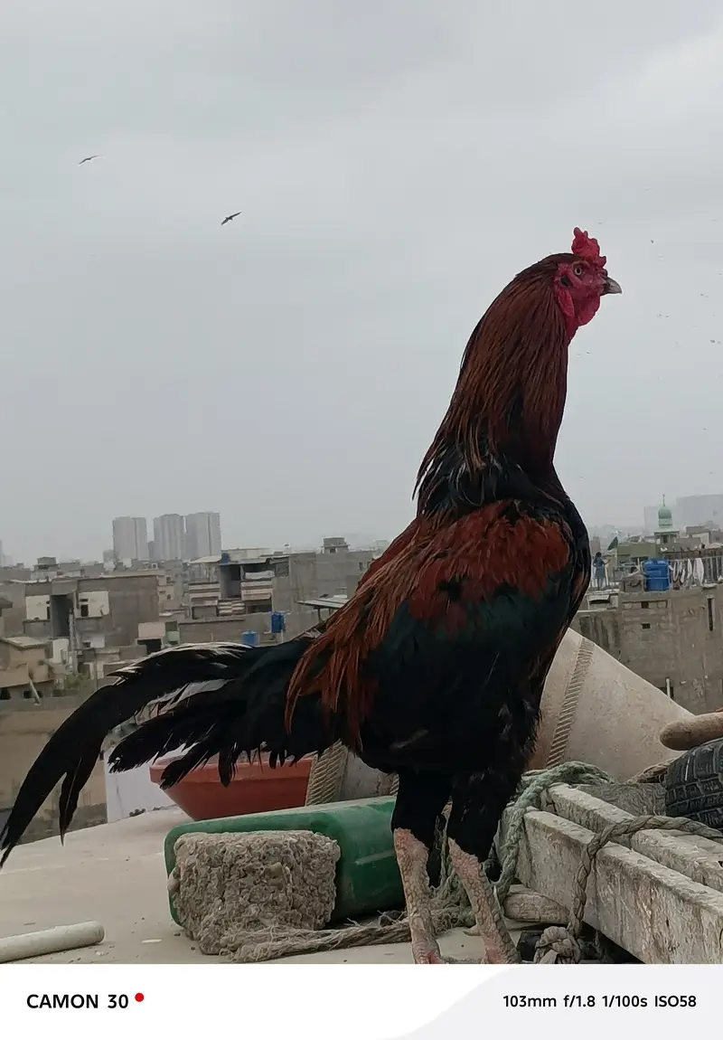 Aseel mianwali for sale — photo 3