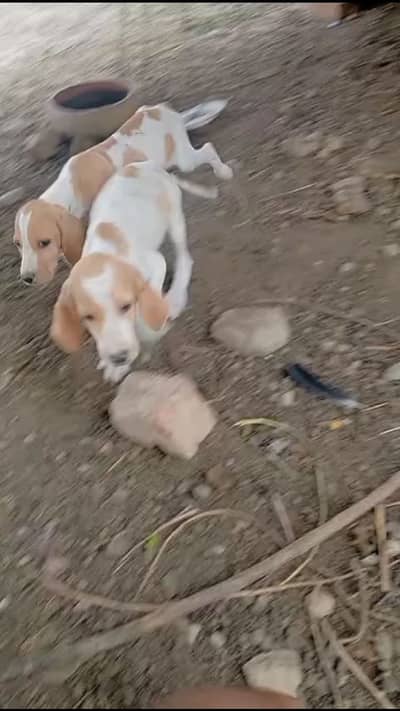 Pointer pair available