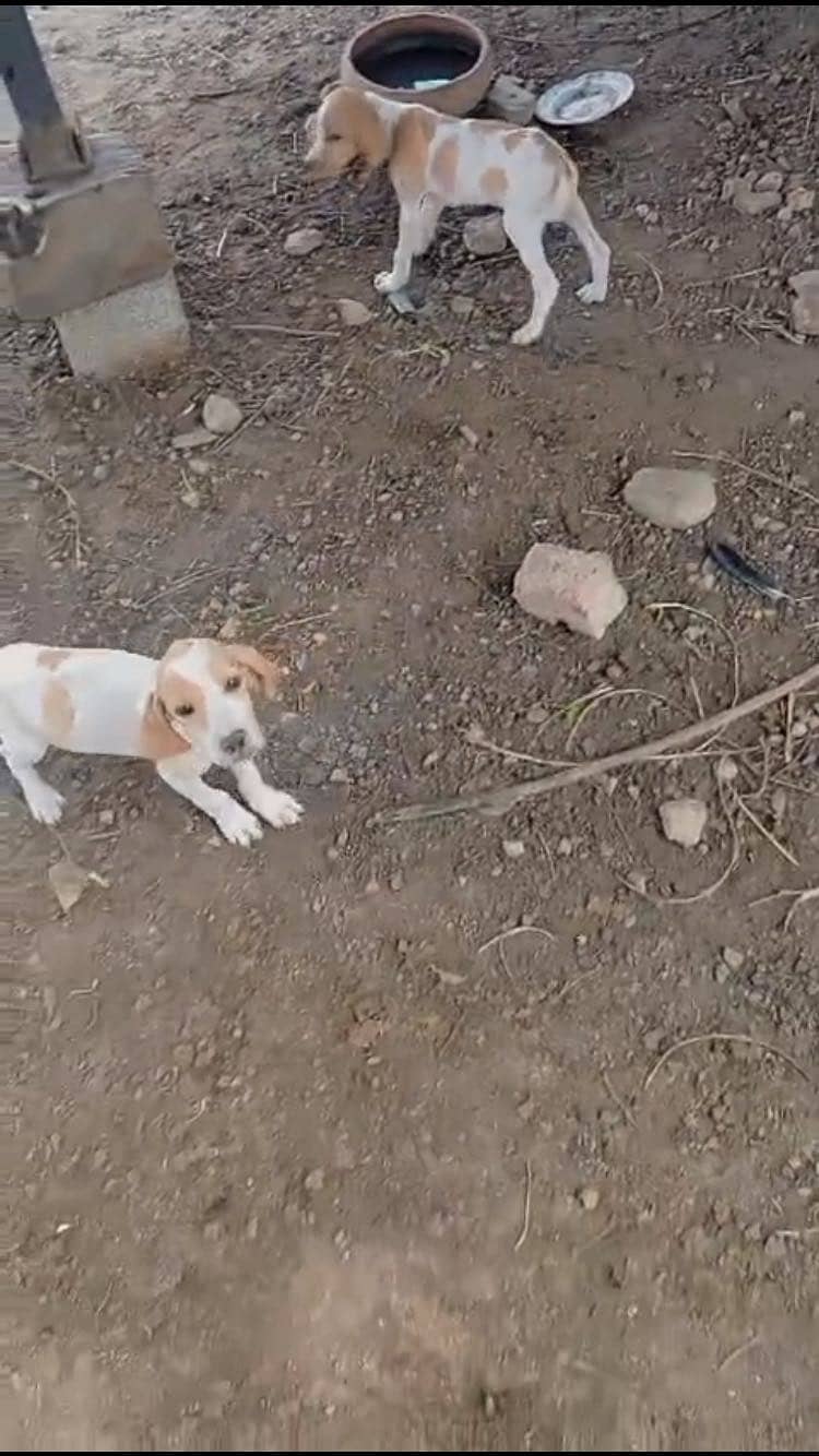 Pointer pair available 1