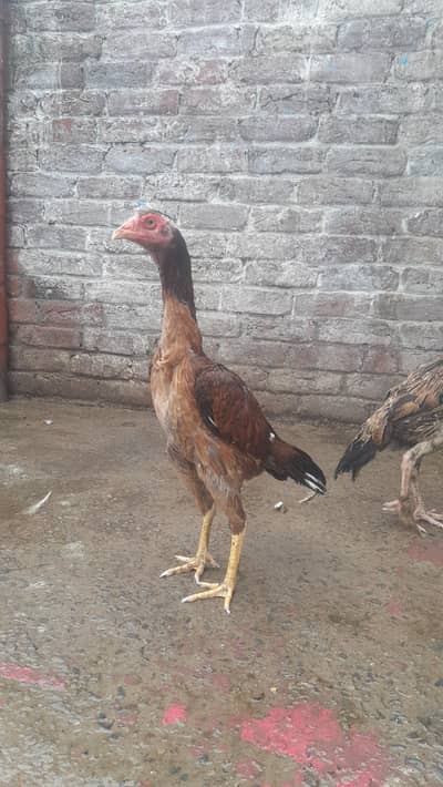 Thai Aseel femal hight quality bread brown color one year age