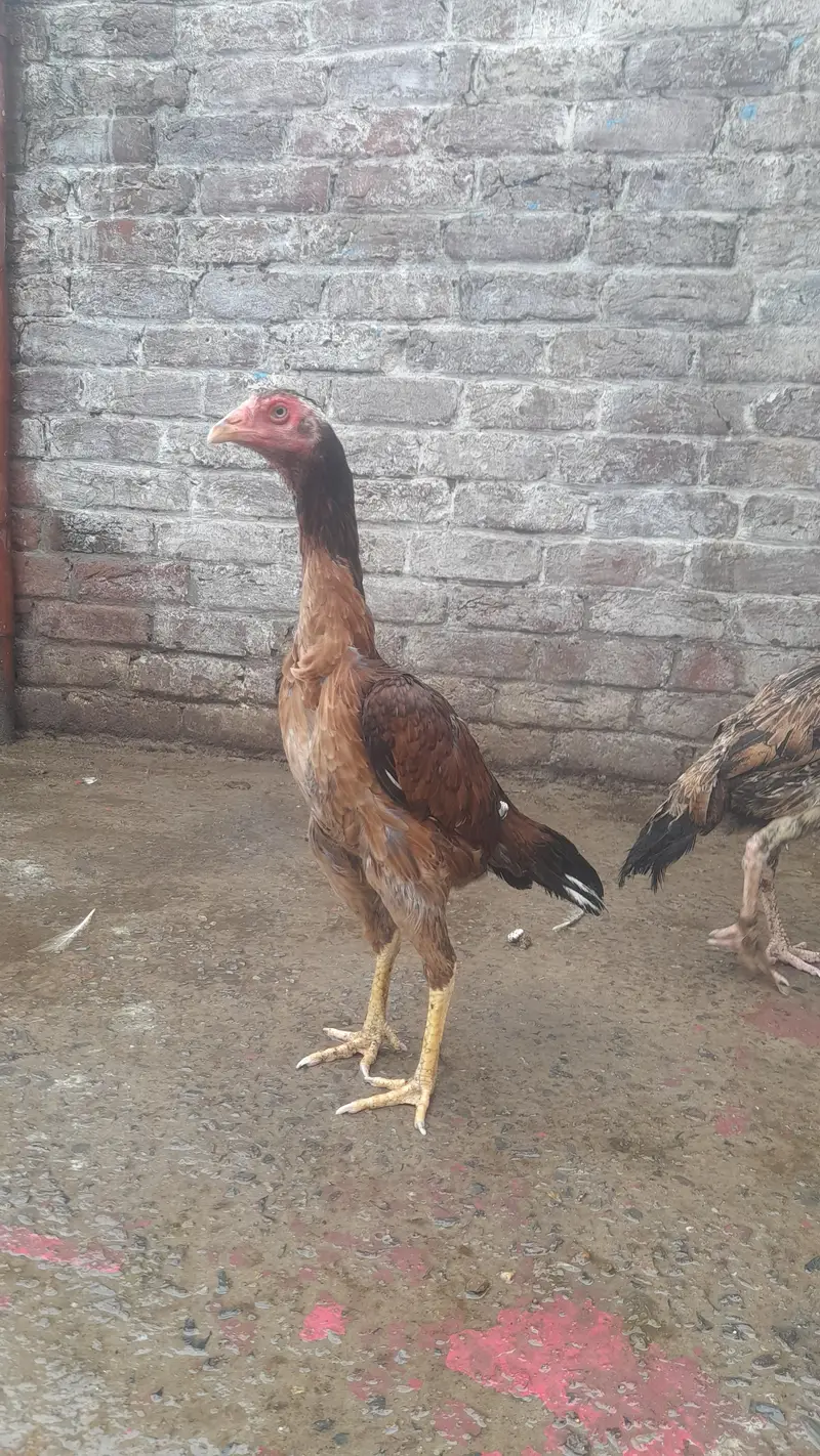Thai Aseel femal hight quality bread brown color one year age