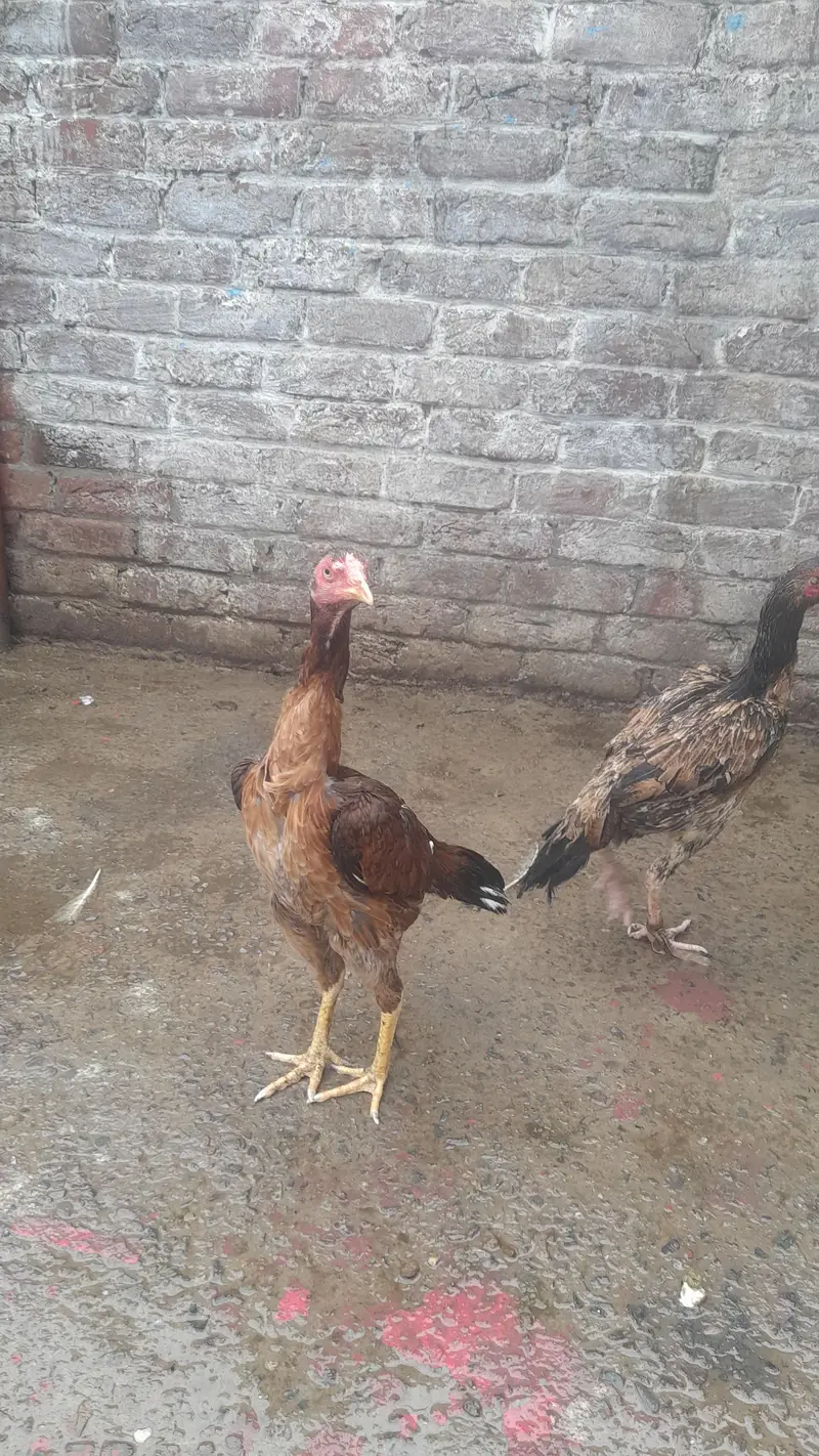 Thai Aseel femal hight quality bread brown color one year age — photo 2