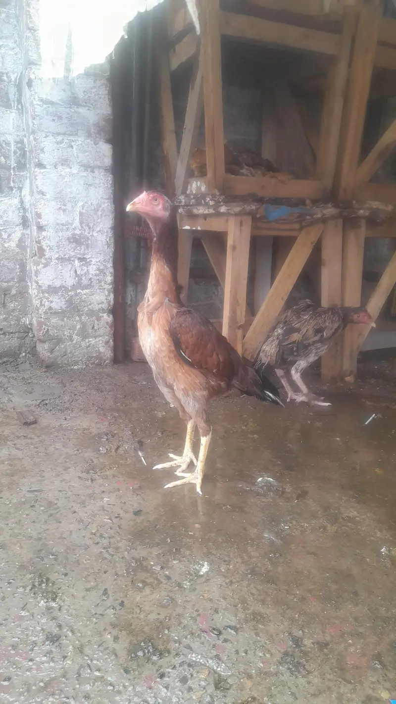 Thai Aseel femal hight quality bread brown color one year age — photo 8