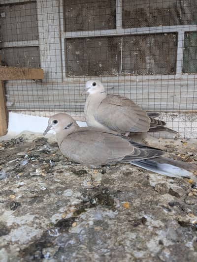 Doves