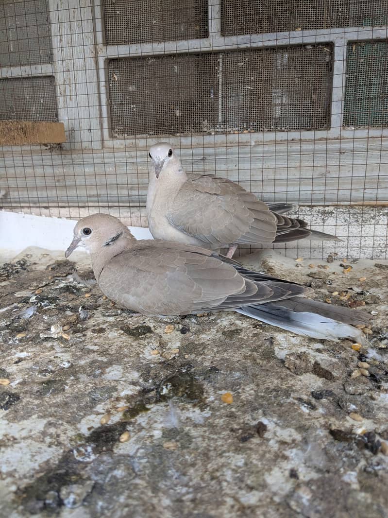 Doves 1