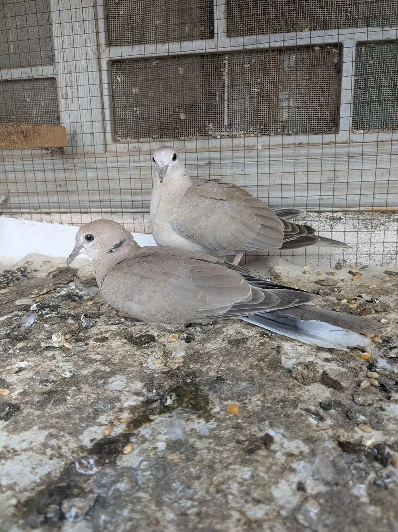 Doves — photo 2