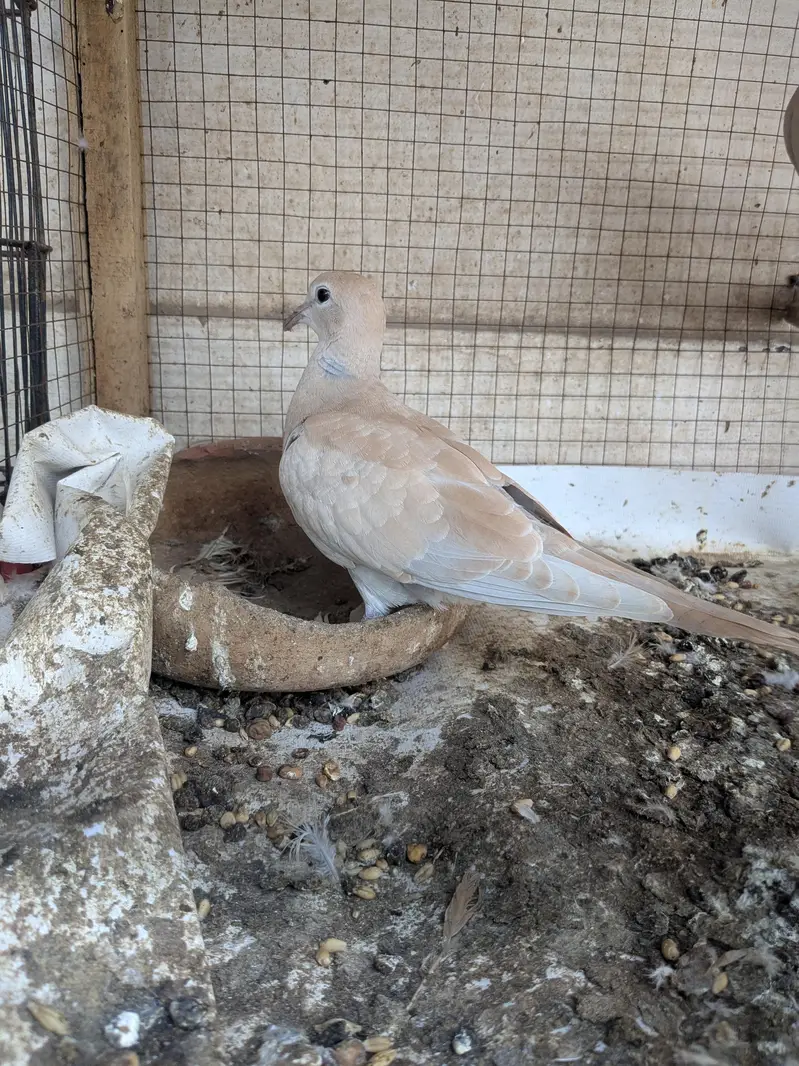 Doves — photo 3