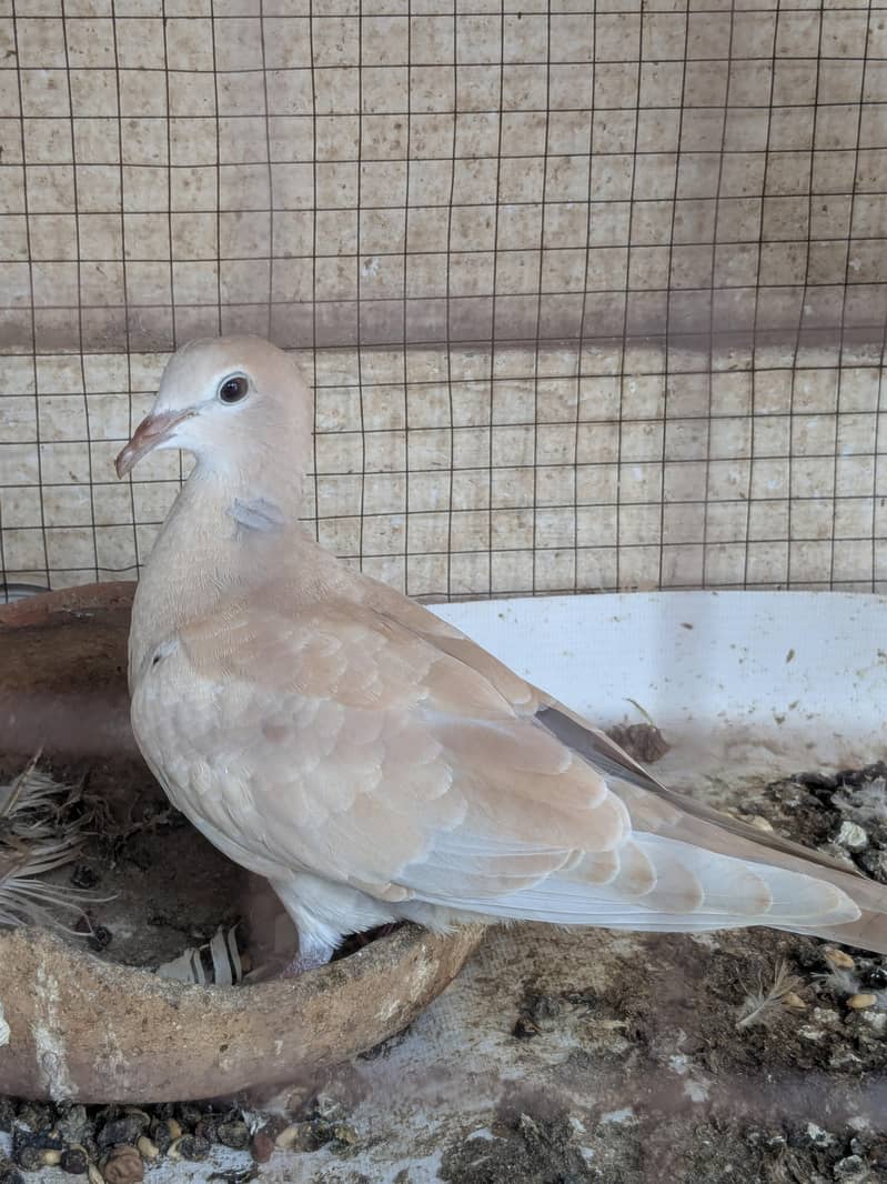 Doves 3