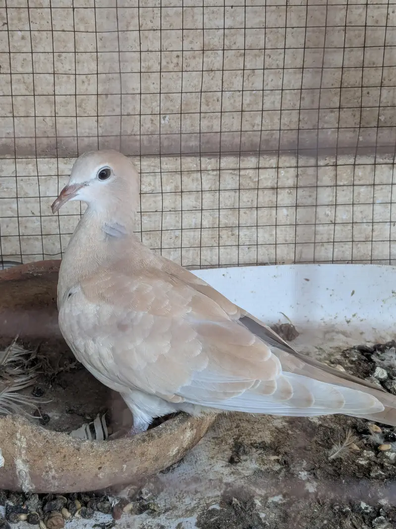 Doves — photo 4