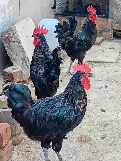 australorp mix
