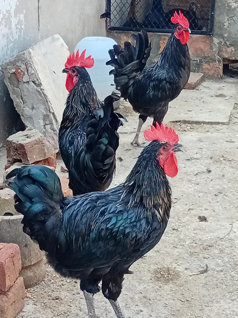 australorp mix