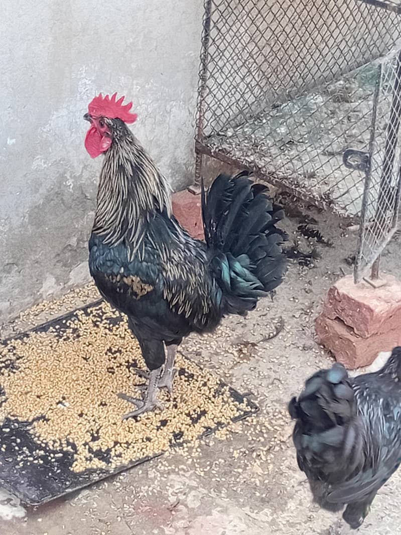 australorp mix 1200/kg 1