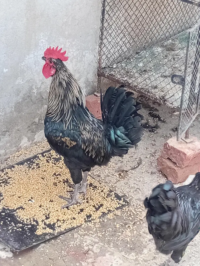 australorp mix — photo 2