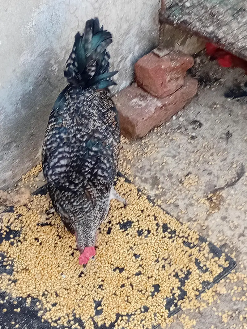 australorp mix — photo 3