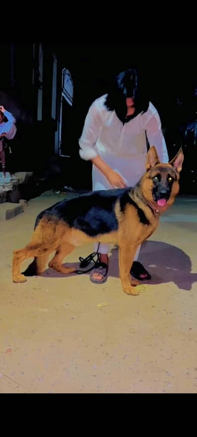 German Shepherd Pedigree male available hy