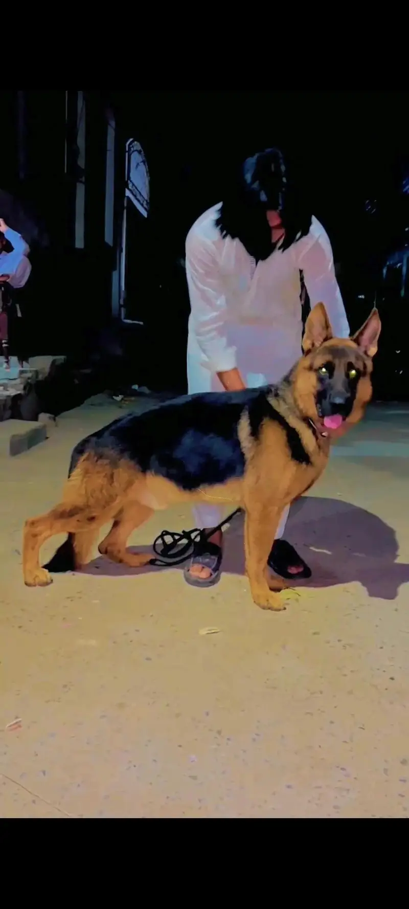 German Shepherd Pedigree male available hy — photo 3