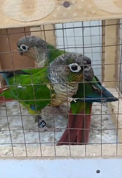 yellow sided high red factor conure available with DnA 03117246019