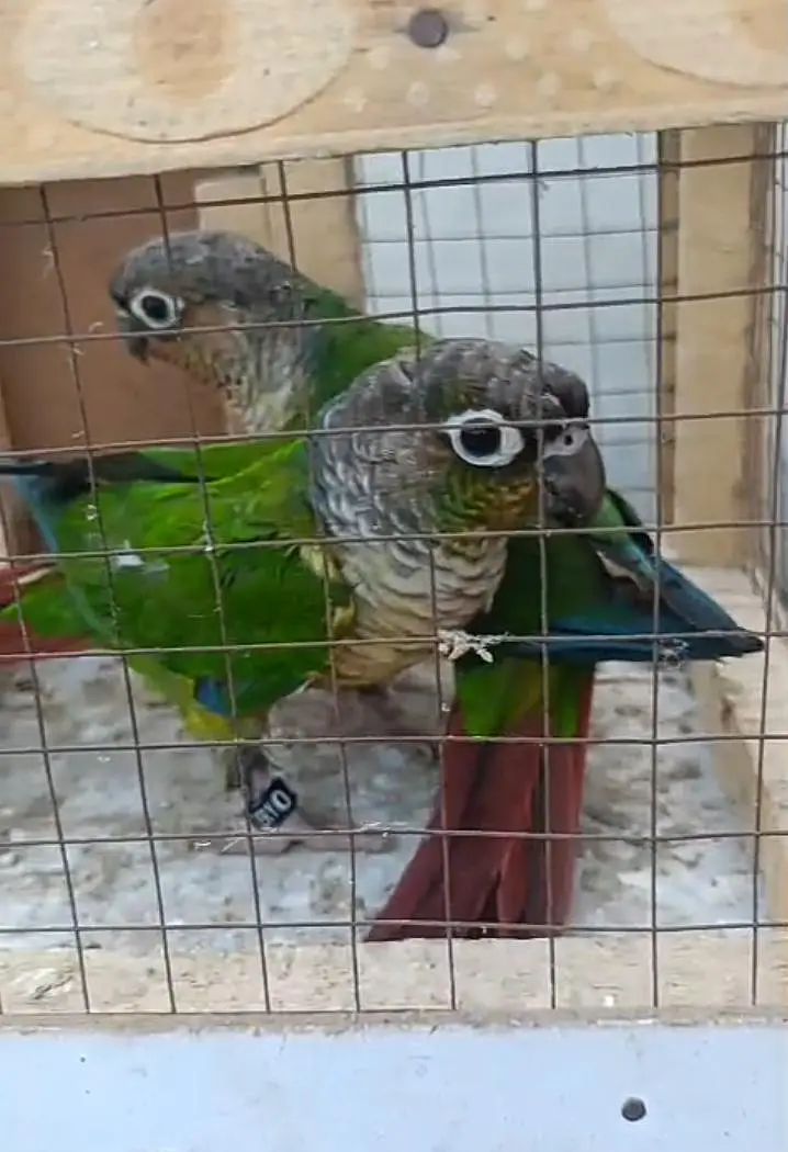 yellow sided high red factor conure available with DnA 03117246019
