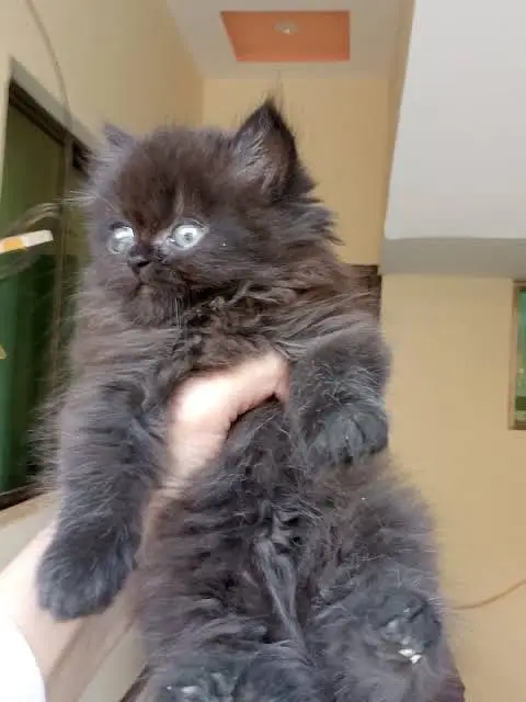 Male kitten for sale
