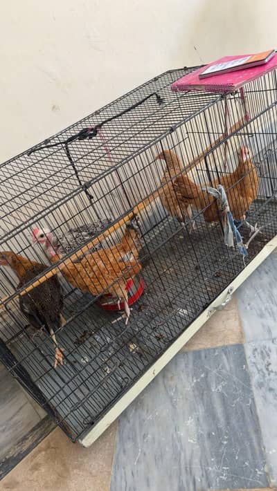 desi hens male and female