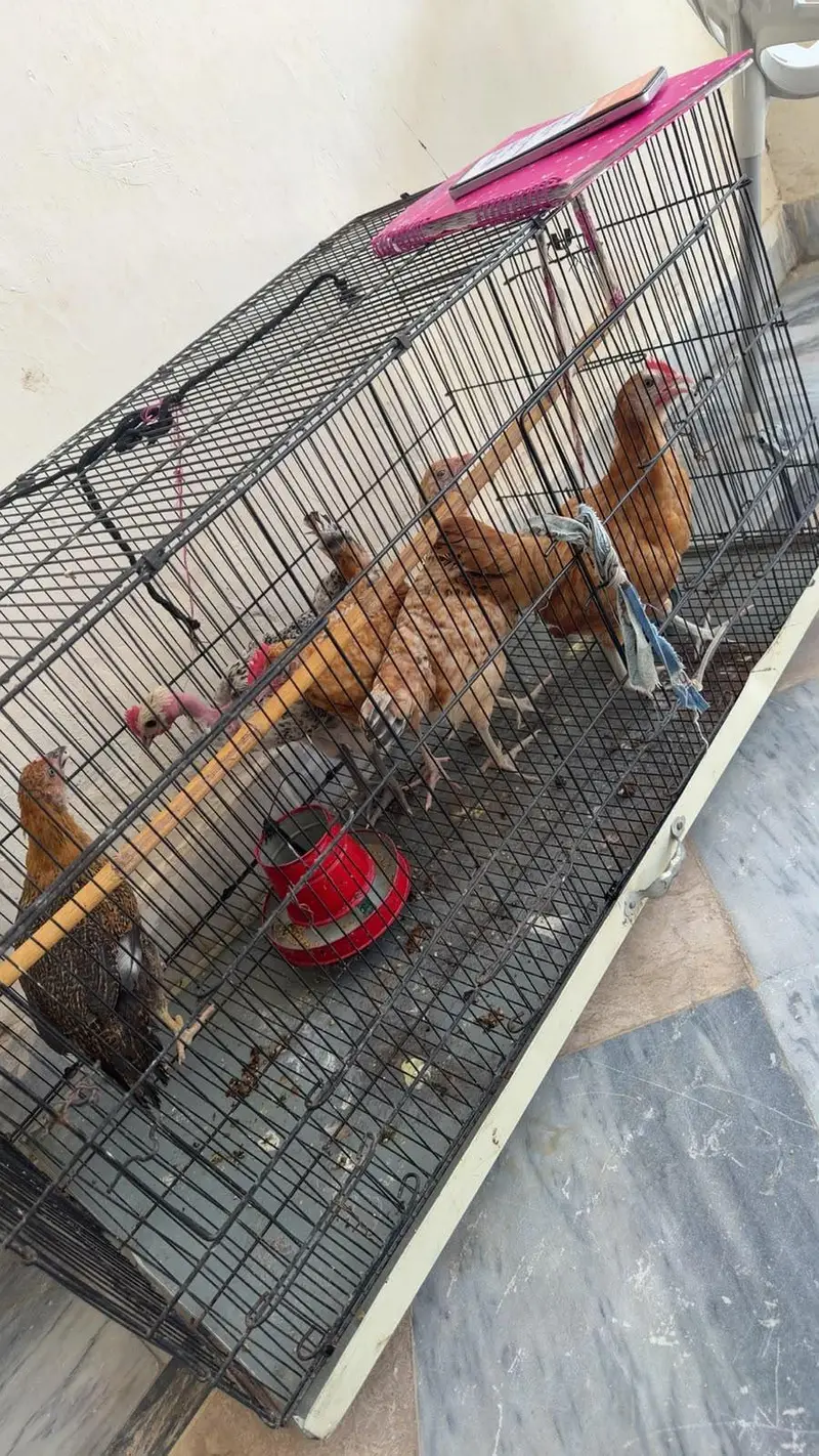 desi hens male and female — photo 2