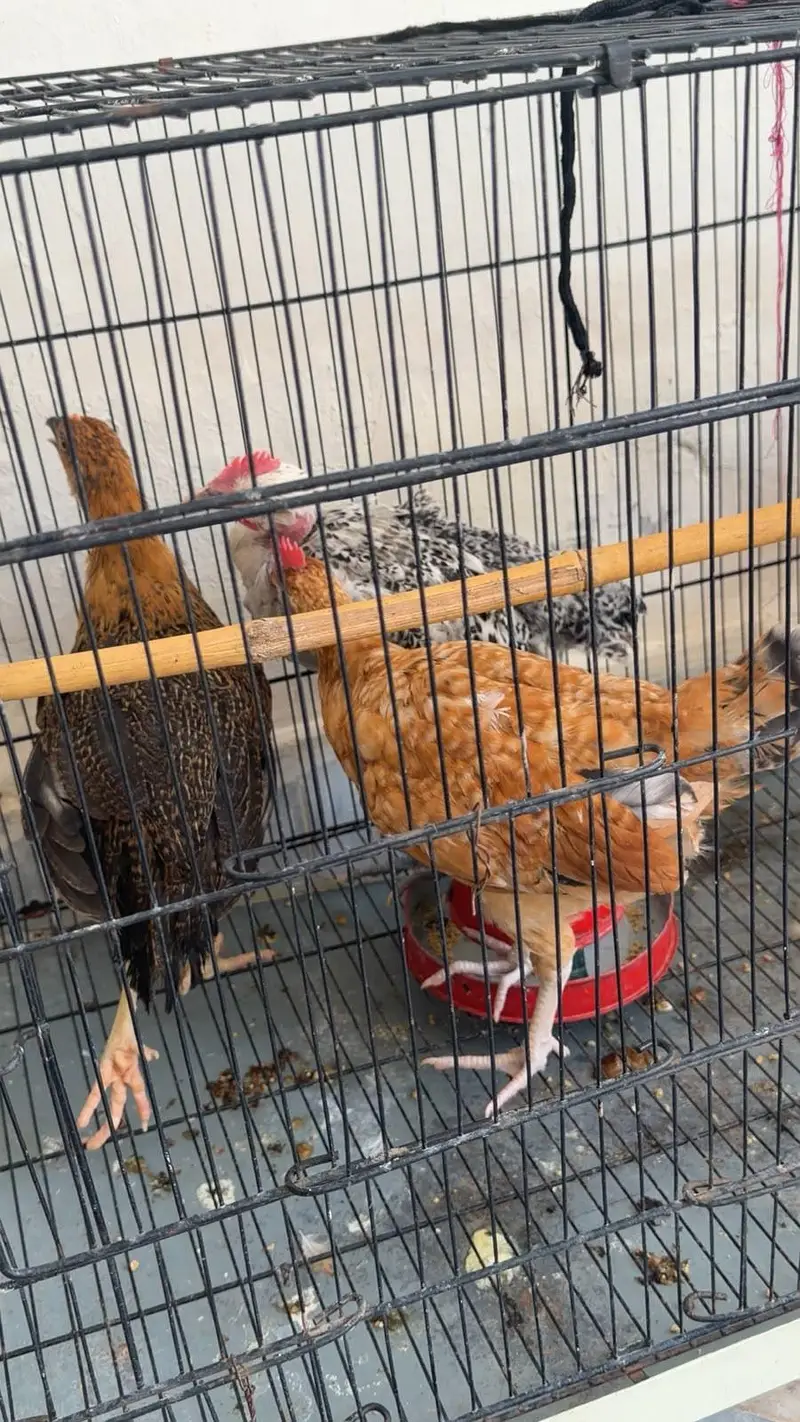 desi hens male and female — photo 3
