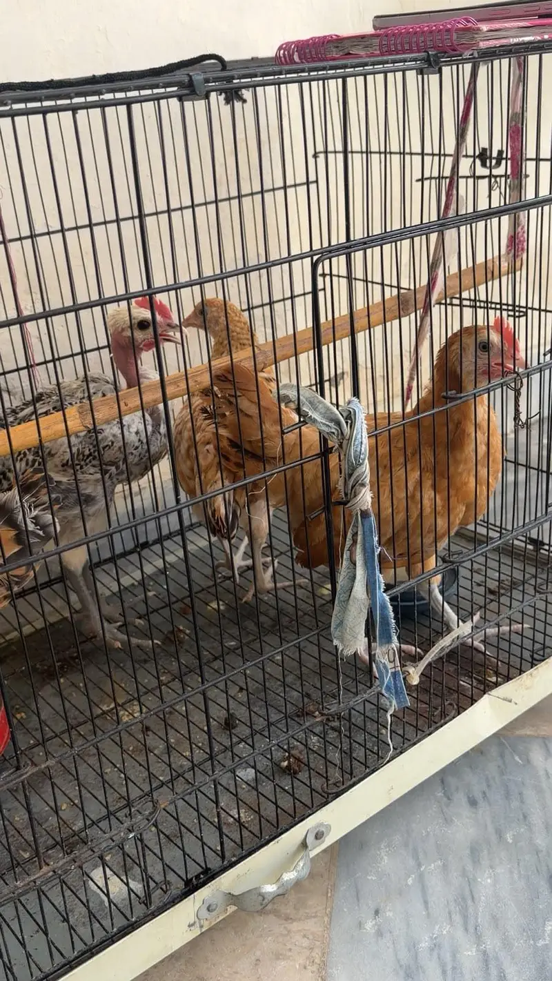 desi hens male and female — photo 4