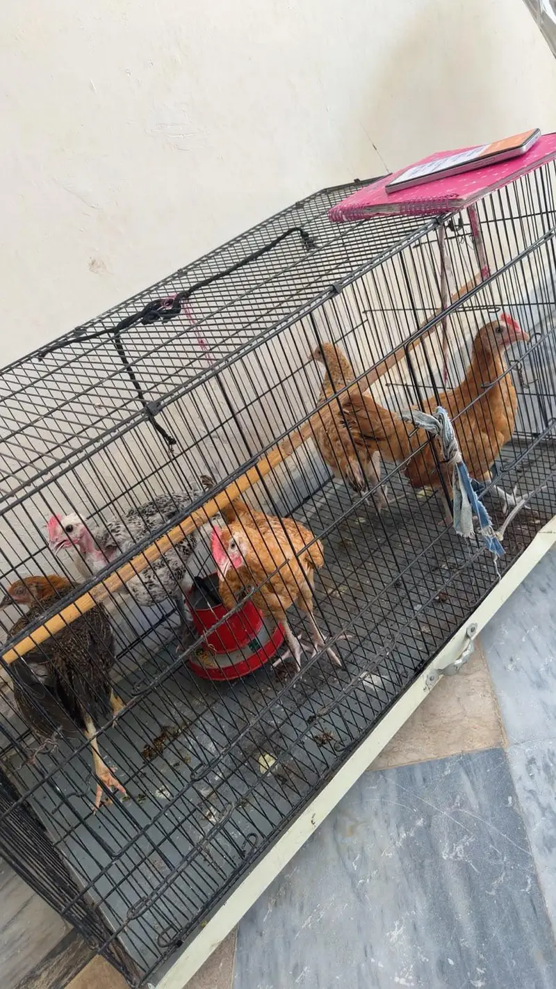 desi hens male and female — photo 5