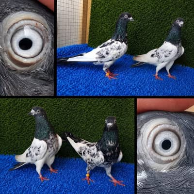 tedi/ferozpiri/joror waly/Pigeons|Kabootar/Pigeons in Lahore.  1500 pr