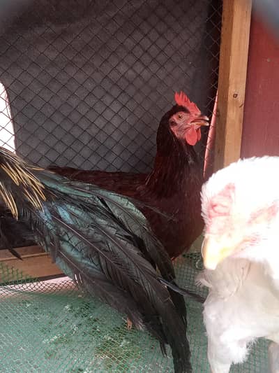 RIR/parrot beak