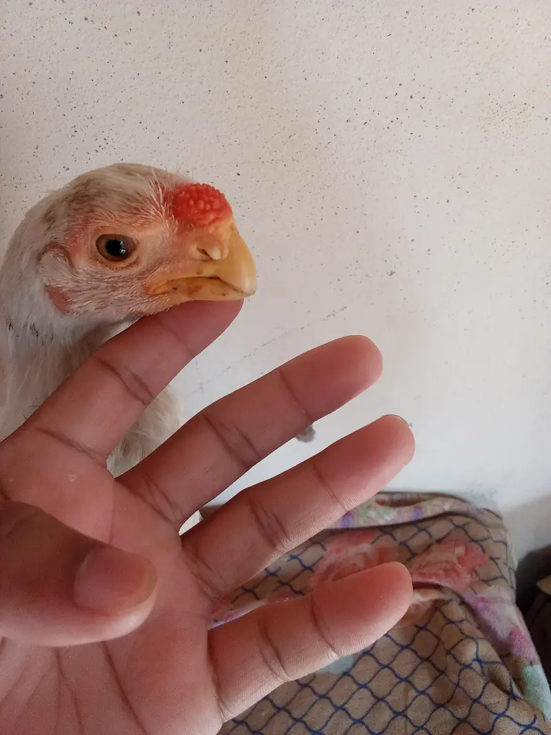 RIR/parrot beak — photo 2