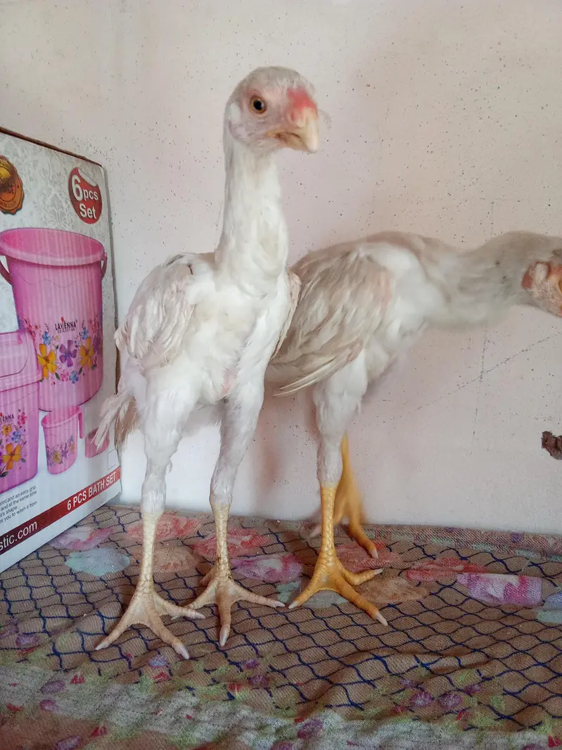 RIR/parrot beak — photo 4