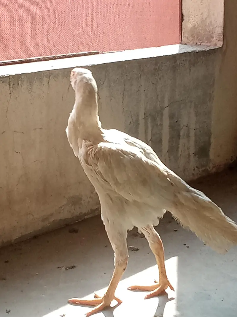 RIR/parrot beak — photo 5