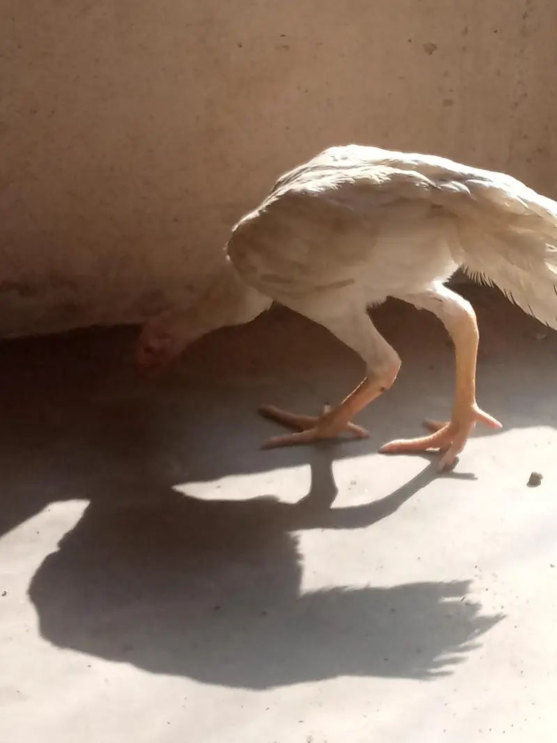 RIR/parrot beak — photo 7
