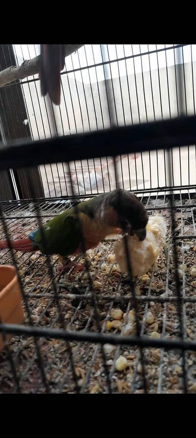 Conure pair with DNA