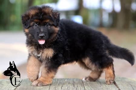 long coat top quality puppy black gsd puppy available
