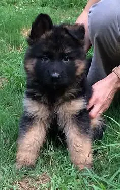 long coat top quality puppy black gsd puppy available — photo 2