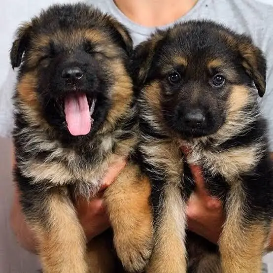 long coat top quality puppy black gsd puppy available — photo 3