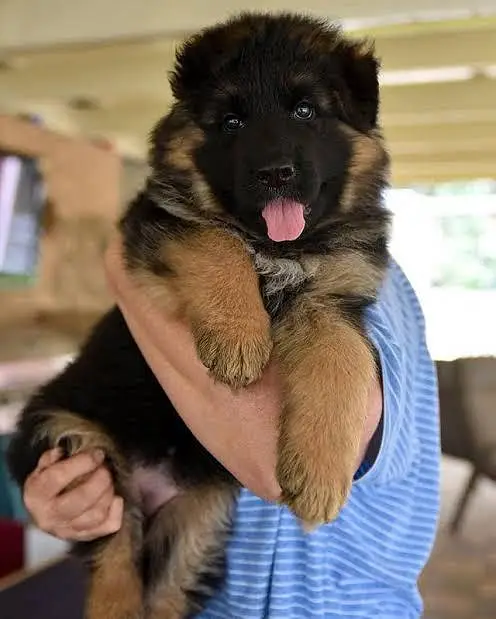 long coat top quality puppy black gsd puppy available — photo 4