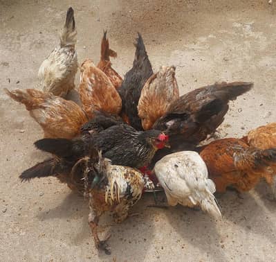 golden and Desi hens for sale urgent contact number 03131907618