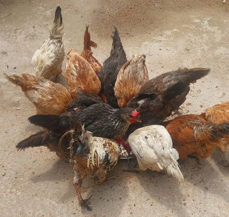 golden and Desi hens for sale urgent contact number 03131907618