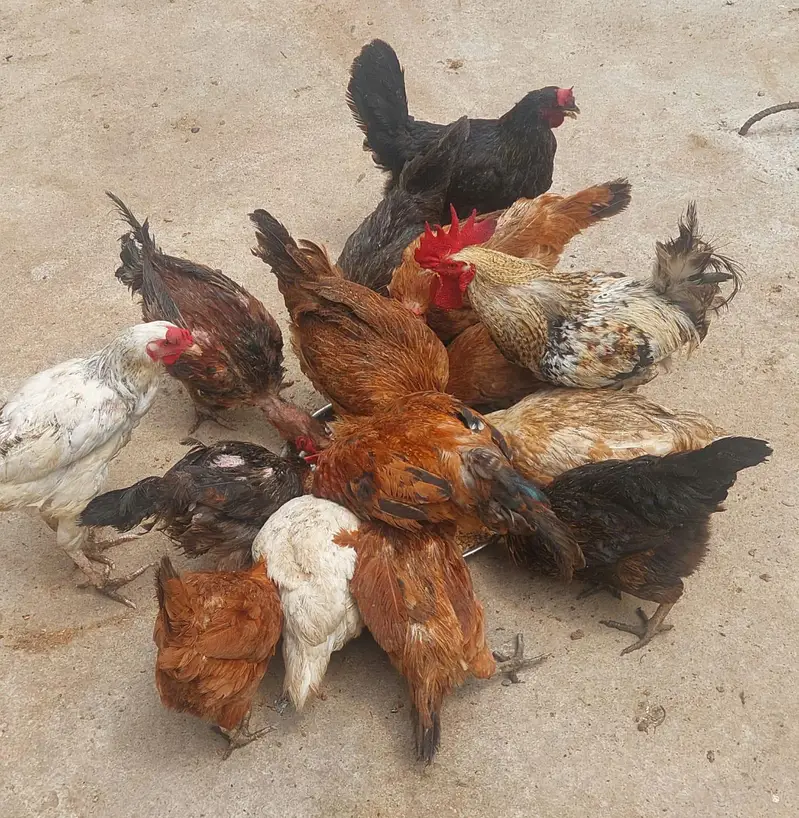 golden and Desi hens for sale urgent contact number 03131907618 — photo 2