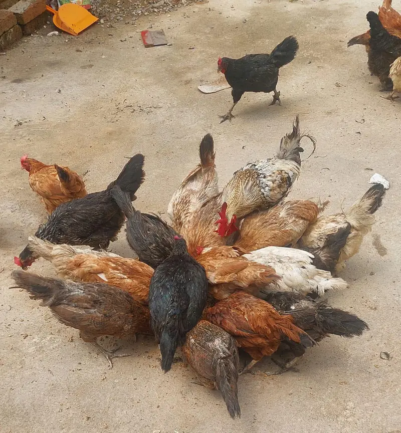 golden and Desi hens for sale urgent contact number 03131907618 — photo 3