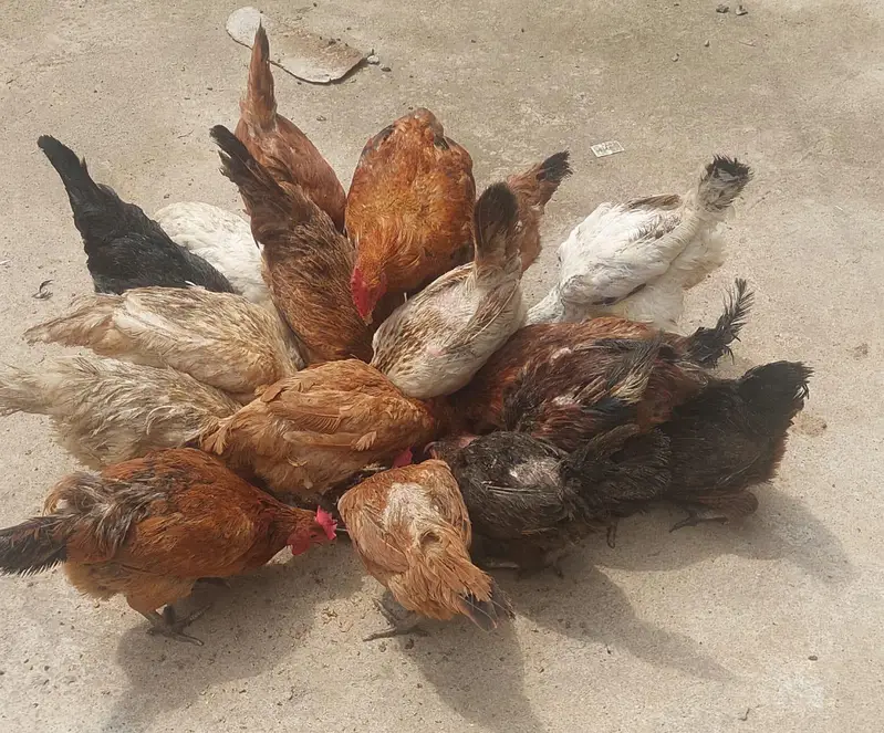 golden and Desi hens for sale urgent contact number 03131907618 — photo 4
